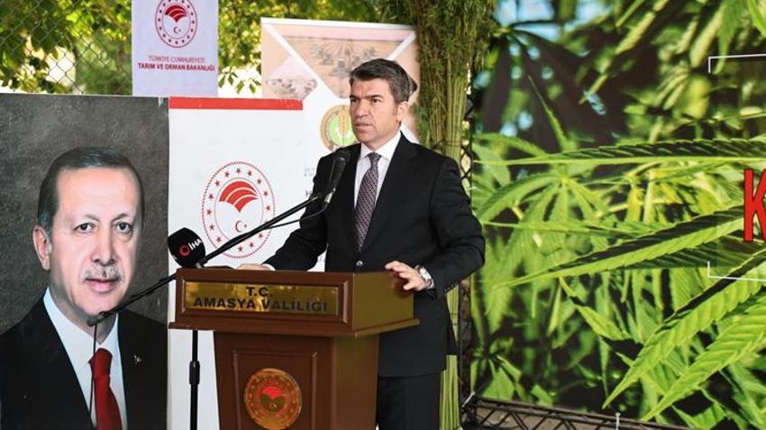 21 ilde yeniden yetiştirilmeye başlandı! Çiftçiye yüksek kazanç sağlıyor, hasat başladı