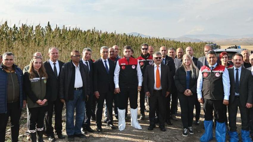 21 ilde yeniden yetiştirilmeye başlandı! Çiftçiye yüksek kazanç sağlıyor, hasat başladı