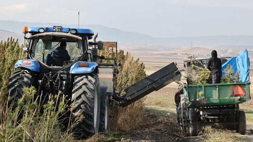 21 ilde yeniden yetiştirilmeye başlandı! Çiftçiye yüksek kazanç sağlıyor, hasat başladı