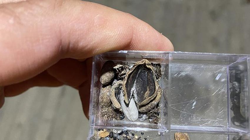 Samsun'un köyünde keşfedildi! Almanya'dan gelen profesör görünce dondu kaldı, dünyada böylesi yok