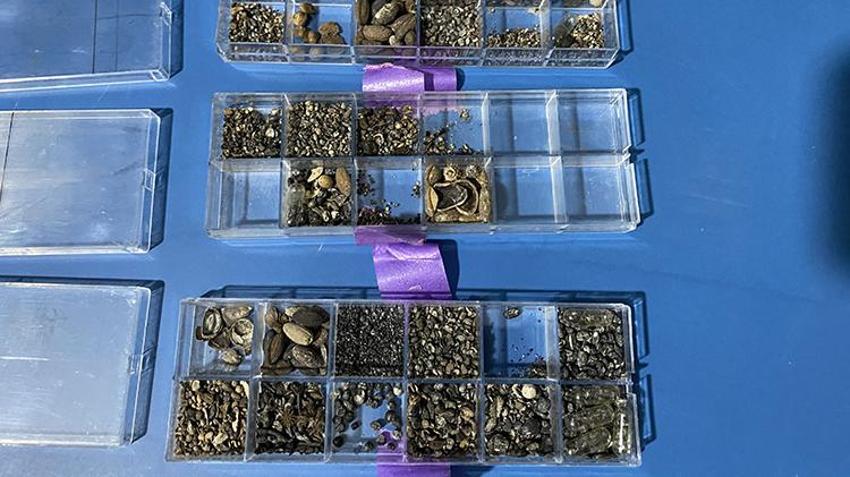 Samsun'un köyünde keşfedildi! Almanya'dan gelen profesör görünce dondu kaldı, dünyada böylesi yok