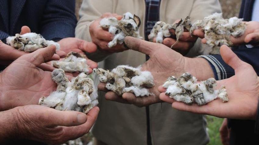 Aydınlı çiftçi bir gecede kabusu yaşadı! Hasat öncesi yüzde 80’i zarar gördü!