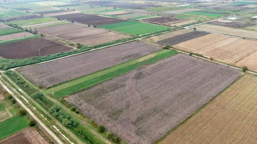 Aydınlı çiftçi bir gecede kabusu yaşadı! Hasat öncesi yüzde 80’i zarar gördü!