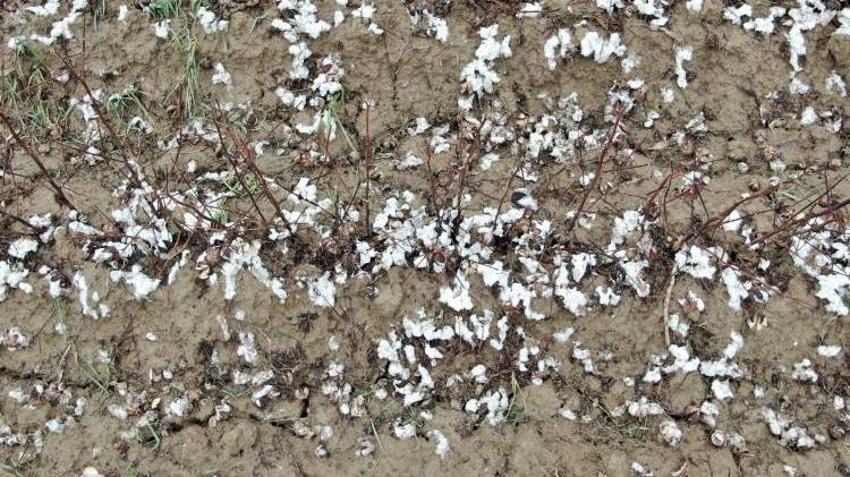 Aydınlı çiftçi bir gecede kabusu yaşadı! Hasat öncesi yüzde 80’i zarar gördü!