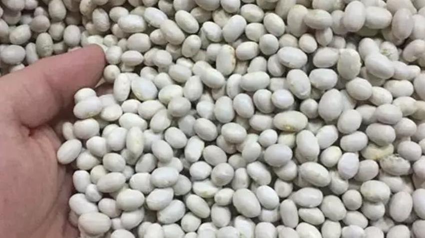 Ordu'nun dağlarında yetişiyor! Üretim bu sene patladı, kilosu 400 TL'den marketlerde satılacak