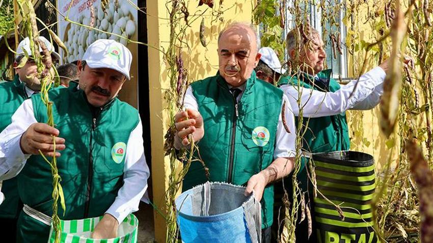 Ordu'nun dağlarında yetişiyor! Üretim bu sene patladı, kilosu 400 TL'den marketlerde satılacak