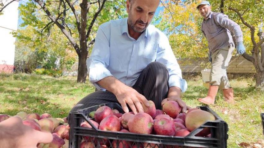 Van'da kışlık hasat başladı: 35 yıldır aynısını yapıyorum, kilosu 40 lira