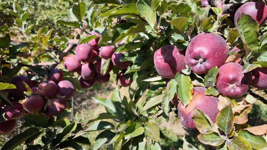 Van'da kışlık hasat başladı: 35 yıldır aynısını yapıyorum, kilosu 40 lira