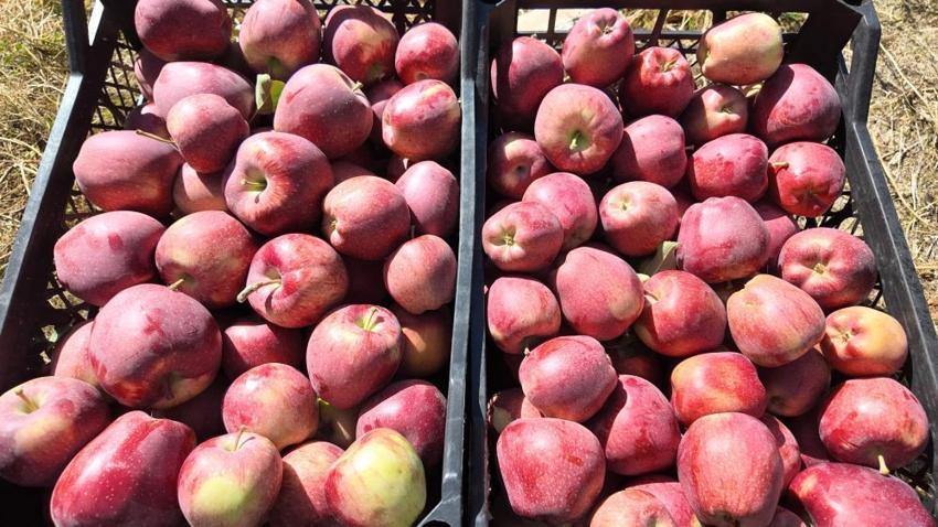 Van'da kışlık hasat başladı: 35 yıldır aynısını yapıyorum, kilosu 40 lira