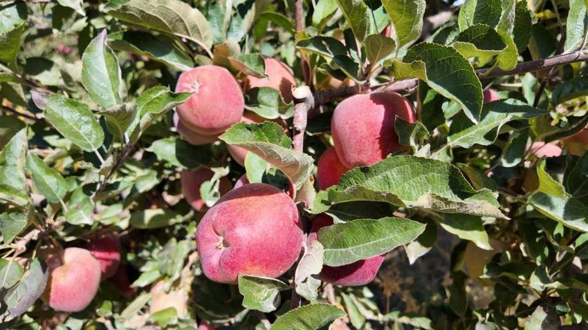 Van'da kışlık hasat başladı: 35 yıldır aynısını yapıyorum, kilosu 40 lira