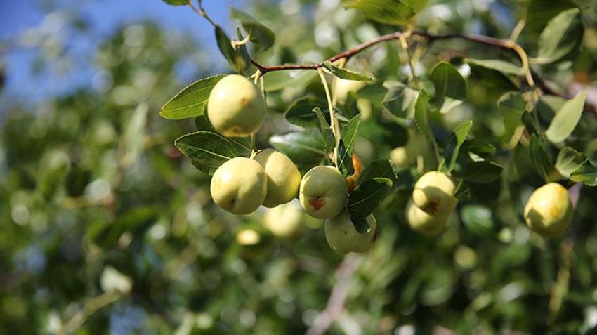 Trakya’nın yeni gözdesi: Çin'in 'ölümsüzlük meyvesi' hünnap, Edirne çiftçisine 10 katı gelir kapısı açtı!