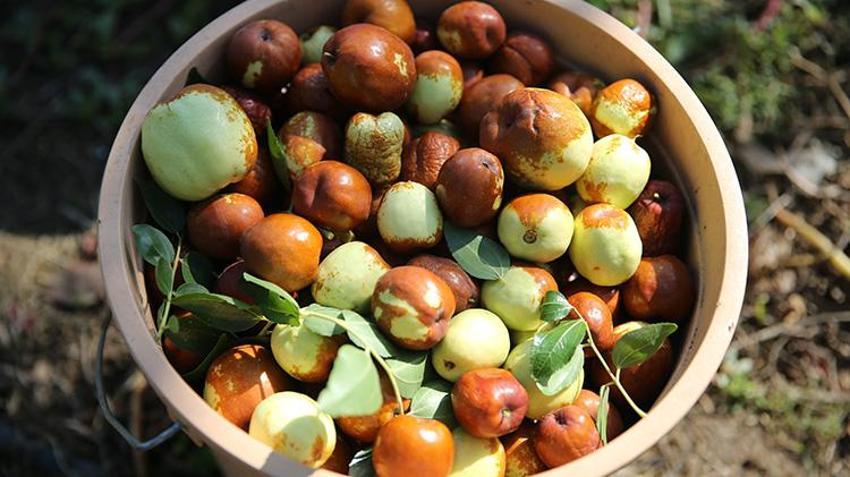 Trakya’nın yeni gözdesi: Çin'in 'ölümsüzlük meyvesi' hünnap, Edirne çiftçisine 10 katı gelir kapısı açtı!