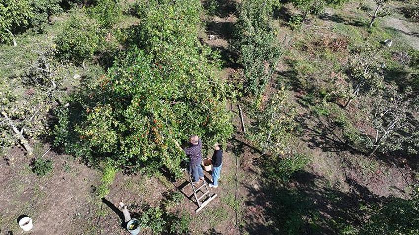 Trakya’nın yeni gözdesi: Çin'in 'ölümsüzlük meyvesi' hünnap, Edirne çiftçisine 10 katı gelir kapısı açtı!