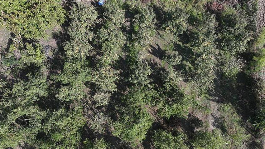 Trakya’nın yeni gözdesi: Çin'in 'ölümsüzlük meyvesi' hünnap, Edirne çiftçisine 10 katı gelir kapısı açtı!