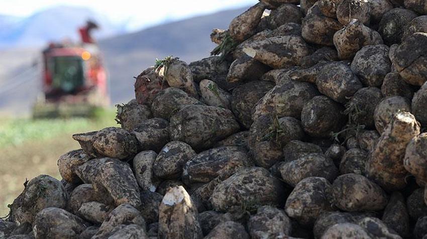 Erzurumlu çiftçi bu ürünü sevdi! Neredeyse bütün ilçelerde üretiliyor: Ekim alanı yüzde 40 arttı