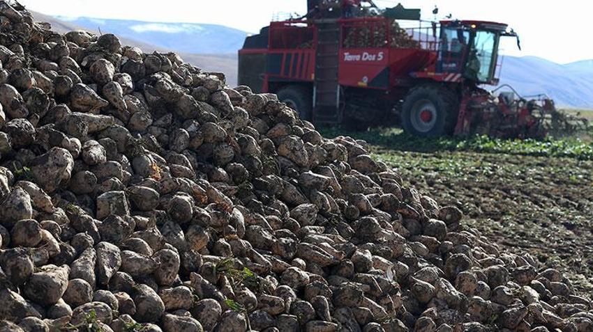 Erzurumlu çiftçi bu ürünü sevdi! Neredeyse bütün ilçelerde üretiliyor: Ekim alanı yüzde 40 arttı
