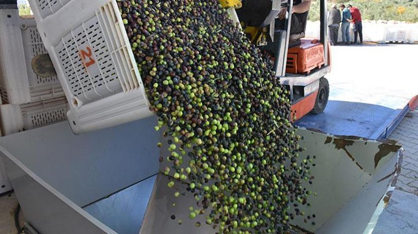 Karaman'da devlet desteğiyle kurulan tesis zeytin üretimini artırdı! 'İnsanlar bundan para kazanmaya başladı'