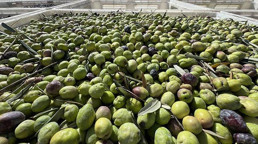 Karaman'da devlet desteğiyle kurulan tesis zeytin üretimini artırdı! 'İnsanlar bundan para kazanmaya başladı'