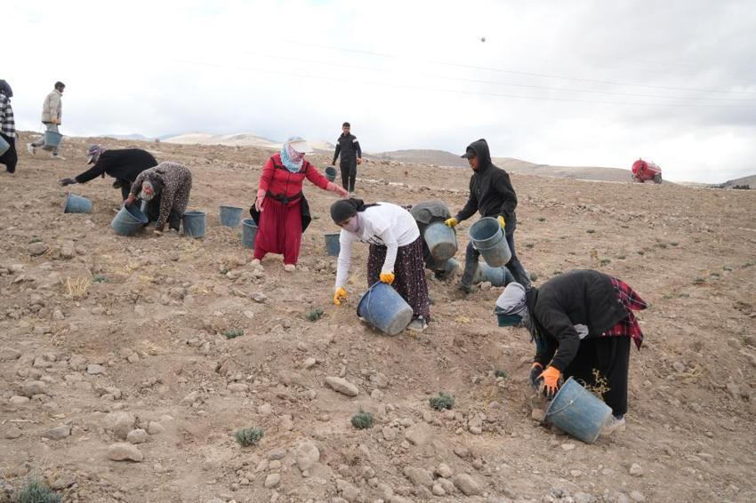 Niğde’de atıl araziye lavanta hayat verdi! Çiftçiye yeni gelir kapısı oldu, kuraklığa meydan okuyor