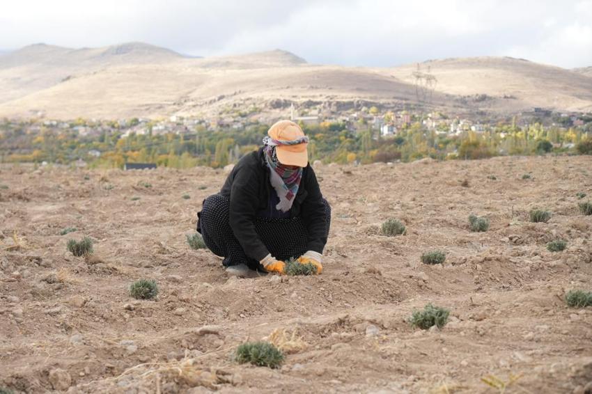 Niğde’de atıl araziye lavanta hayat verdi! Çiftçiye yeni gelir kapısı oldu, kuraklığa meydan okuyor
