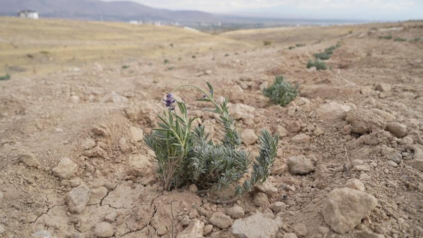 Niğde’de atıl araziye lavanta hayat verdi! Çiftçiye yeni gelir kapısı oldu, kuraklığa meydan okuyor