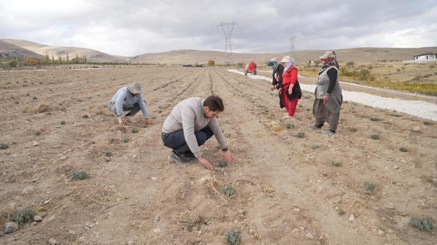 Niğde’de atıl araziye lavanta hayat verdi! Çiftçiye yeni gelir kapısı oldu, kuraklığa meydan okuyor