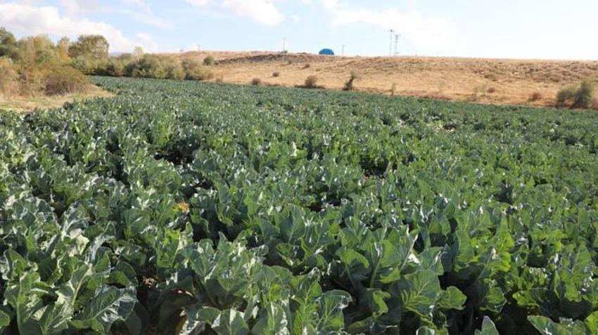 Elazığlı çiftçinin azmi bir köyün kaderini değiştirdi! Hasada başladı