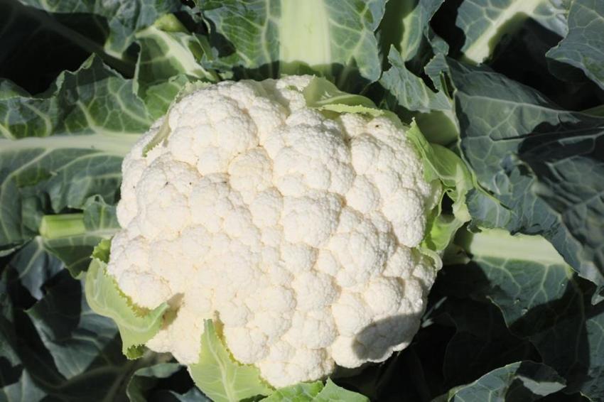 Elazığlı çiftçinin azmi bir köyün kaderini değiştirdi! Hasada başladı