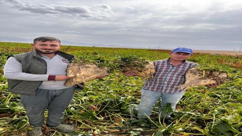Bu kadarını görmediniz! Konya’da hasat edilen 24 kiloluk dev pancar görenleri hayrete düşürdü!