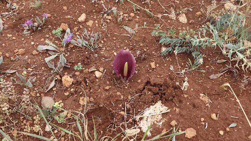 Köyde mantar toplarken keşfetti! Fotoğrafını çekince gerçek ortaya çıktı: Dünyada daha önce görülmedi