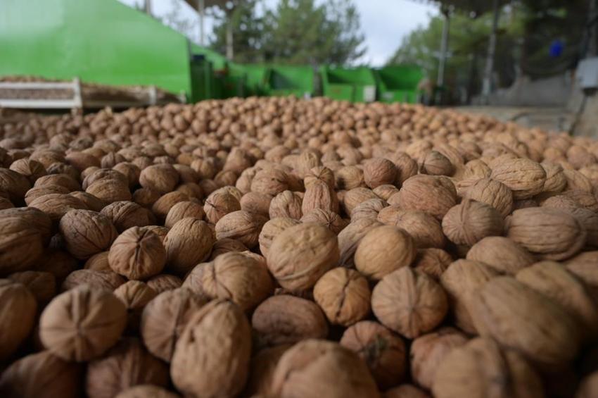 Denizli'de tüm ilçelerde hasat başladı: Her ağaç 20 kilo veriyor!