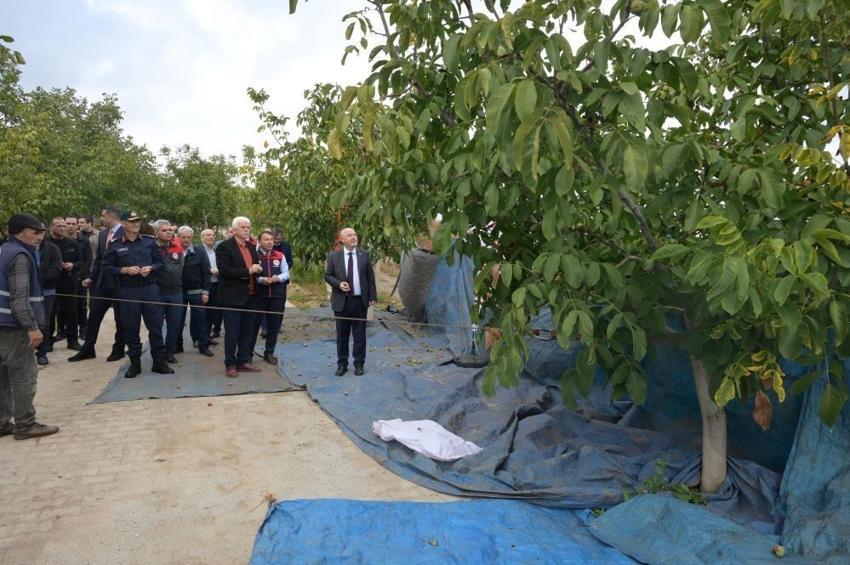 Denizli'de tüm ilçelerde hasat başladı: Her ağaç 20 kilo veriyor!