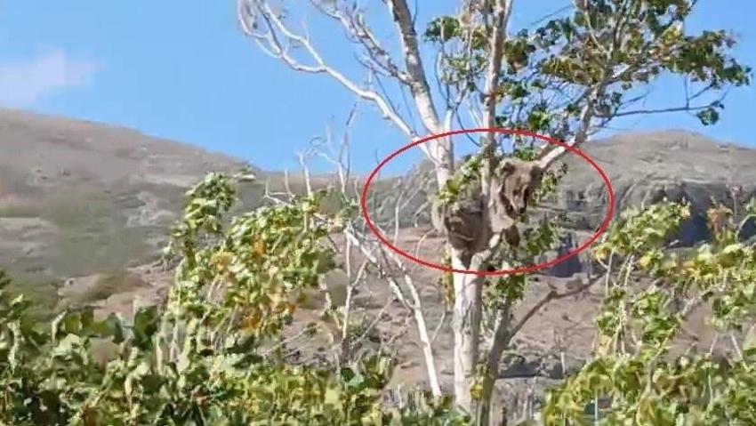 Bayburt'un köyünde alarm verildi! Köylüler her an bekliyor: Bu kez ağaçlarda fark edildl