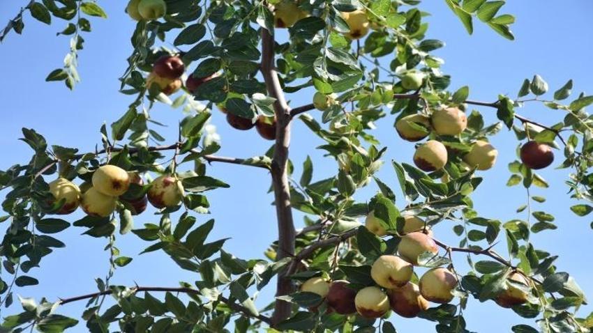 Çin'den getirip Malatya'ya ekti, servet sahibi oldu! Kayısıdan daha çok gelir getirdi: 10 gün çürümüyor