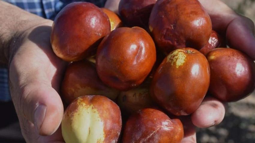 Çin'den getirip Malatya'ya ekti, servet sahibi oldu! Kayısıdan daha çok gelir getirdi: 10 gün çürümüyor