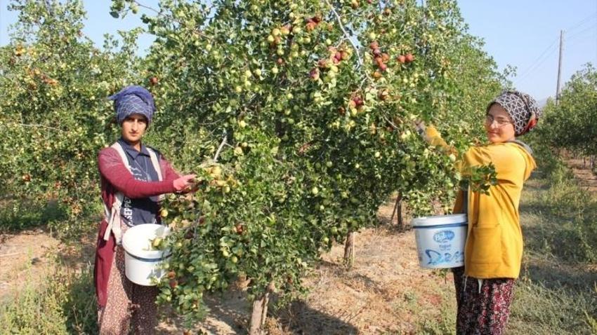 Çin'den getirip Malatya'ya ekti, servet sahibi oldu! Kayısıdan daha çok gelir getirdi: 10 gün çürümüyor