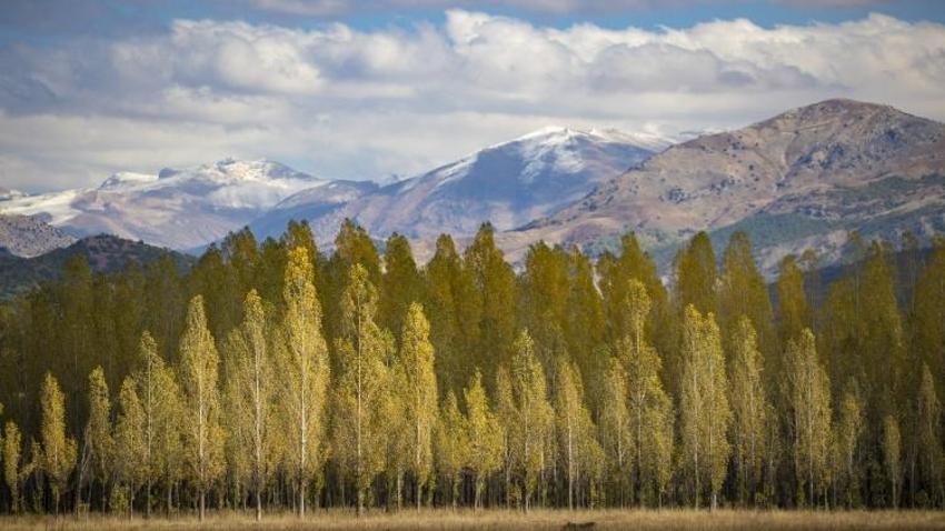 2500 metre yüksekte Tunceli'de bulundu! 3 ilçenin kesiştiği noktada yer alıyor: 3 tür yaşıyor