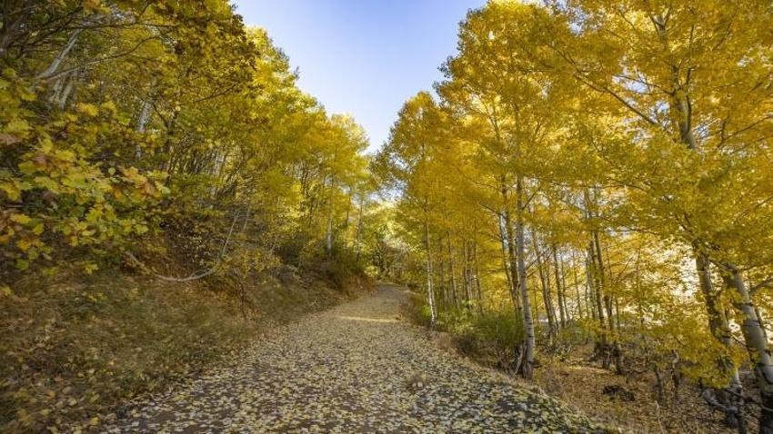 2500 metre yüksekte Tunceli'de bulundu! 3 ilçenin kesiştiği noktada yer alıyor: 3 tür yaşıyor