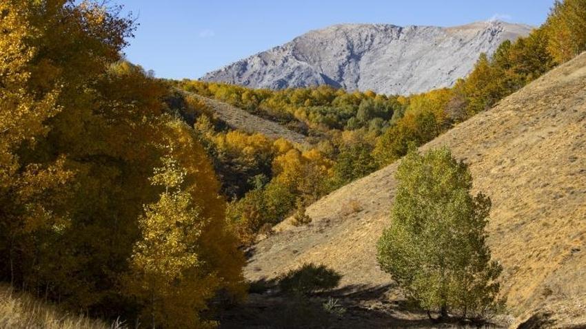 2500 metre yüksekte Tunceli'de bulundu! 3 ilçenin kesiştiği noktada yer alıyor: 3 tür yaşıyor