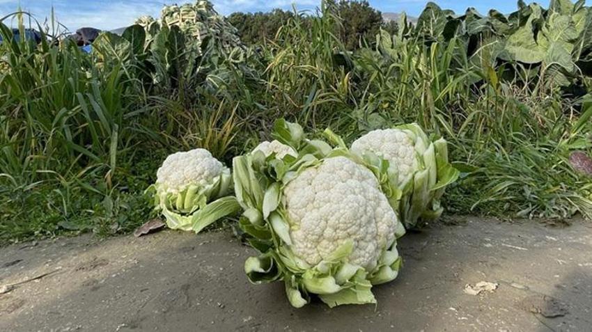 Elazığlı çiftçinin azmi bir köyün kaderini değiştirdi! Hasada başladı
