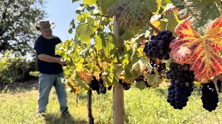 20 dönümlük çöp araziyi hazineye çevirdi! Filmde gördüğünü yaptı: Sadece 8 tanesi 6 ton veriyor