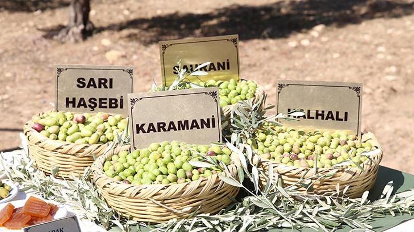 Hatay'ın Altınözü'nde zeytin bayramı başladı! Hedef yerel ürünleri dünya pazarına taşımak