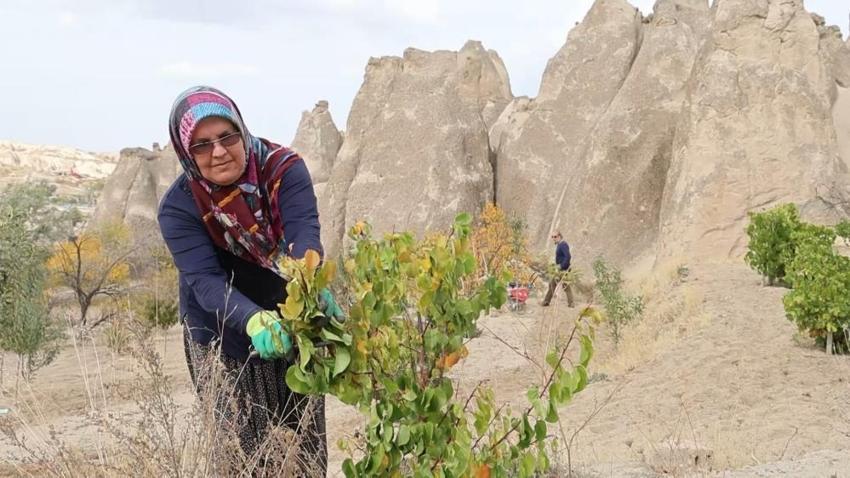 Nevşehirli çift UNESCO mirasına böyle sahip çıktı: Peribacalarının arasına dikiyorlar!