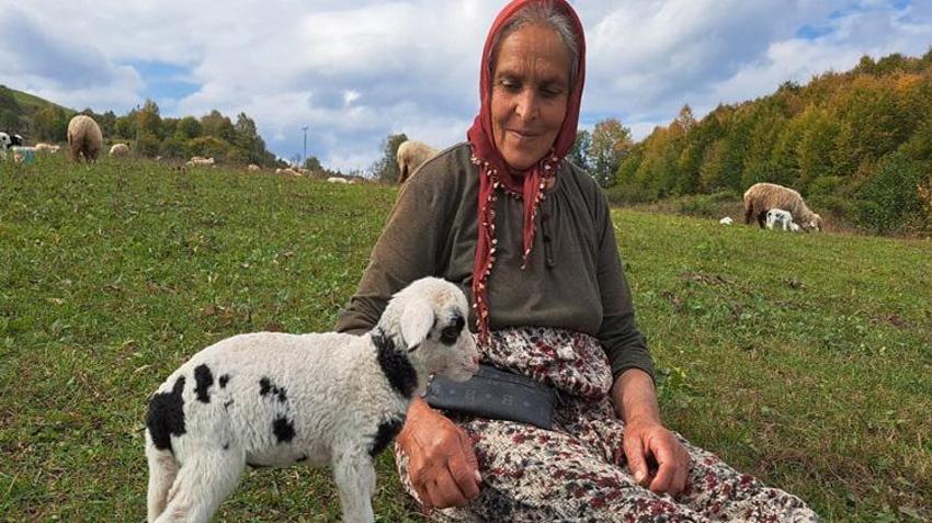 Ordulu Fatma Teyze eşini kaybedince çobanlık yapmaya başladı! Yaylaları mesken tuttu