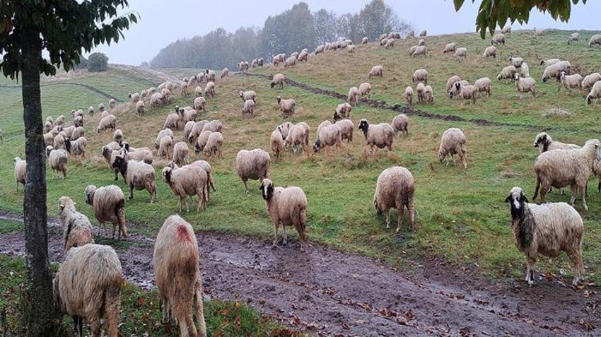 Ordulu Fatma Teyze eşini kaybedince çobanlık yapmaya başladı! Yaylaları mesken tuttu
