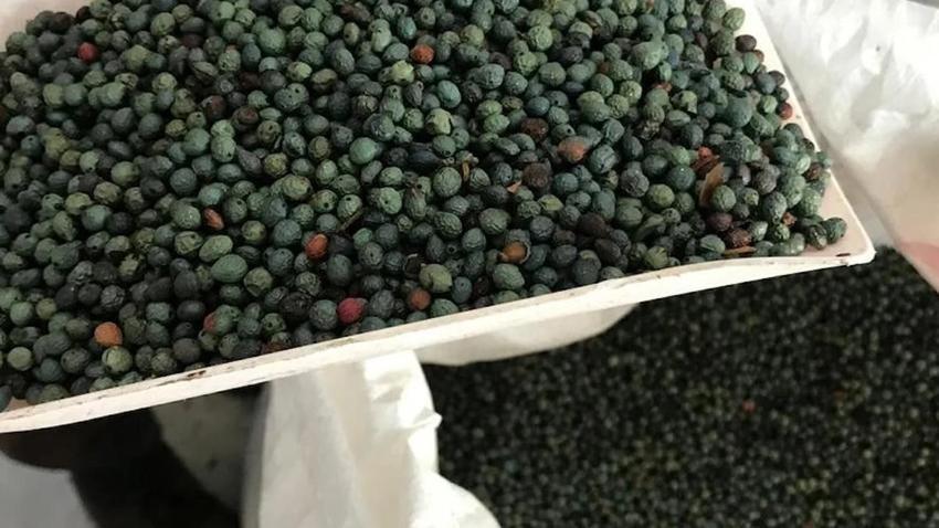 Konya’nın dağlarında yetişiyor! Çıtlak adını duyan araştırıyor! Hem lezzetli hem şifalı