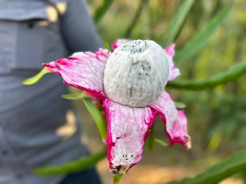 Hataylı çiftçi kilosunu 180 TL'ye satıyor! 2 dönümde hasat başladı
