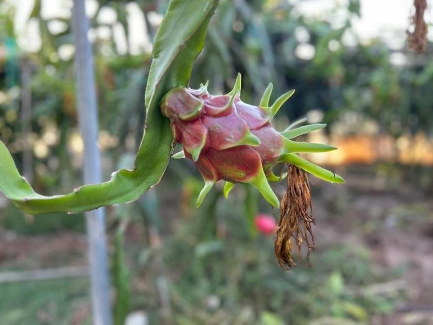 Hataylı çiftçi kilosunu 180 TL'ye satıyor! 2 dönümde hasat başladı