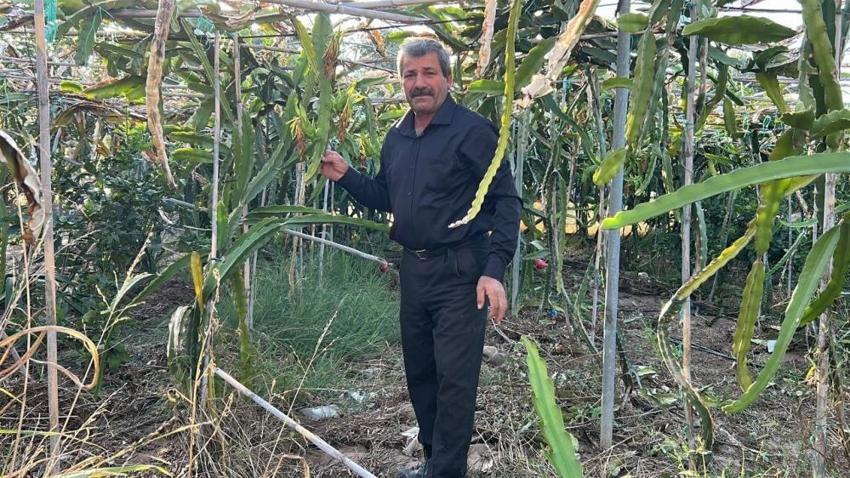 Hataylı çiftçi kilosunu 180 TL'ye satıyor! 2 dönümde hasat başladı