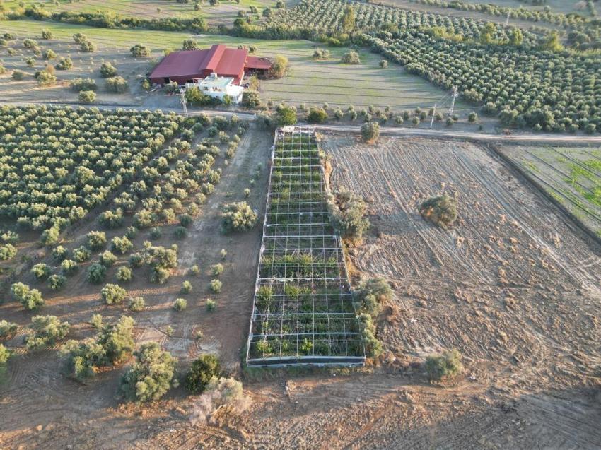 Hataylı çiftçi kilosunu 180 TL'ye satıyor! 2 dönümde hasat başladı